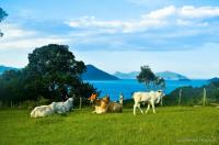 tags: natureza,verde,azul,animais,gado,campo,brasil,agua

